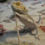 Bearded Dragon