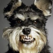 SchnauzerGRRR