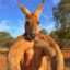 kangaroo