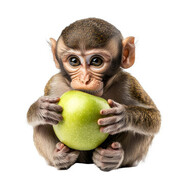 monkeyapple