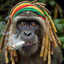 jamaican rastamonkey