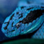 Snake_019