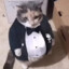 Gato Elegante