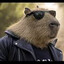 capibara_insanaso