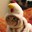 CatChicken