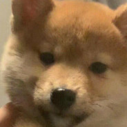 我需要霰弹枪弹药