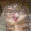 Брызгающий корол's avatar