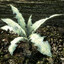 NIRNROOT