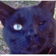 One Eyed Cat