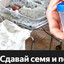 Семян