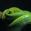 Hot Snakes's avatar