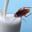 Roach Milk