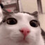 捉猫小能手