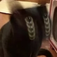 toilet go woosh poo go bye