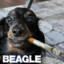 BEAGLE