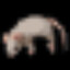 dead rat