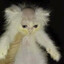 bald cat