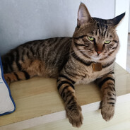 [HAN]情怀不值1000