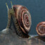 Gastropod