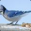 Bluejay