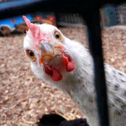 Chicken Peek