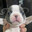 Pibble
