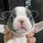 Pibble