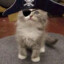 Meowtwist