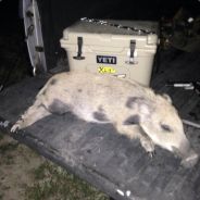 Hogkiller