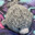 fAtsEal Steam avatar