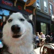 回头看一只哈士奇