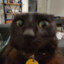 CrazyBinturong