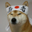 Shiba Warrior