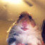 lore Hamsters