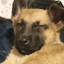 Malevolous canine