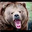 uwu bear beware