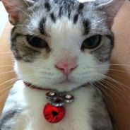 流浪剑客这下牛逼了