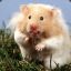 Gorgeous Hamster