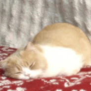 小猫往大爷碗里放蟑螂说是枣