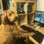 General Woofington