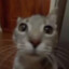 gata babosa