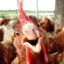 Chiken