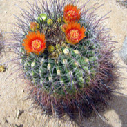 KAKTUS  misiek999 ™