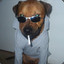 A Dog With Sunglasses