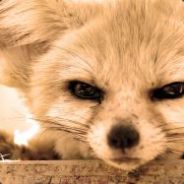 #Šởv |RevilRecK||RECRUTE||