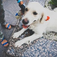 Веселая собака