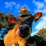 鲨鱼辣椒爱上暖羊羊