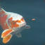 The_Koi_Fish