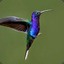 colibry