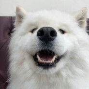 早起贪黑做牛马